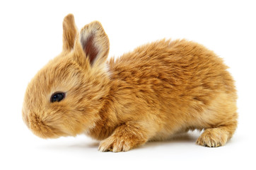 Brown bunny rabbit.