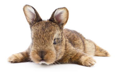 Brown bunny rabbit.