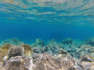 Underwater landscape on a shallow coral reef with calm water surface in the Red sea