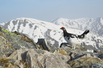 春のライチョウ雄