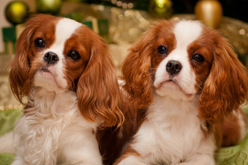 Cavalier King Charles Spaniel on the background of the Christmas tree