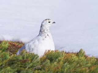 春のライチョウ雌
