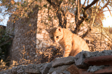 Brown cat of a village in Turkey