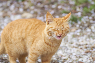 風邪をひいてくしゃみをする猫
