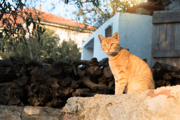 Brown cat of a village in Turkey