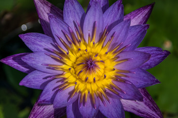 one purple lotus flower  in a pond - close-up