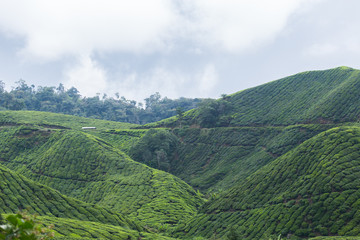 Fototapeta na wymiar Tea plantation in Cameron highlands,mountain hills in Malaysia