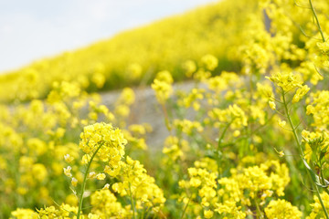 菜の花