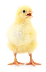 Small yellow chicken