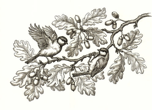 Ветка дуба рисунок карандашом