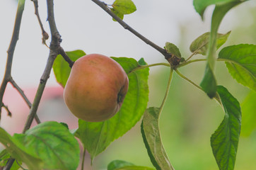 apples on the tree delicious juicy natural background