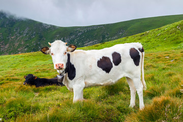 Fototapeta na wymiar White cow with black spots and few other cows grazing on the wild nature, top of Carpathian mountains.