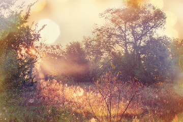 Obraz na płótnie Canvas Autumn meadow