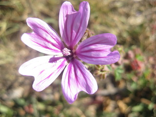 Flores moradas. 