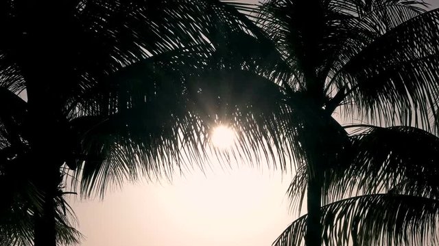 Amazing sunset in the Carribean, with a silhouette of the palm trees blowing in the wind.