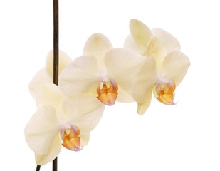Orchid isolated on white.
