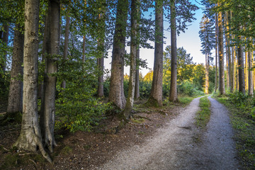 Herbstspaziergang im Wald in Bayern