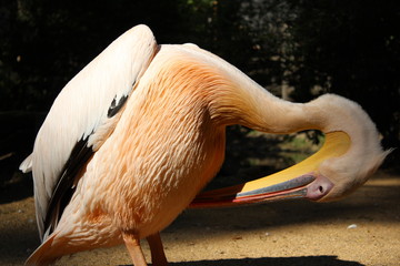 pelican