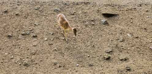 Curious juvenile spotted deer