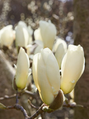 白木蓮　開花前