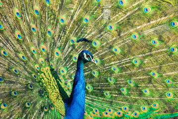 Obraz premium Paw / Portret mężczyzny Peacock. W moskiewskim zoo