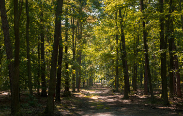 path in the dark forest