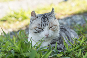 Naklejka na ściany i meble domestic cat in outdoor