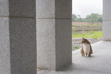 domestic tabby cat