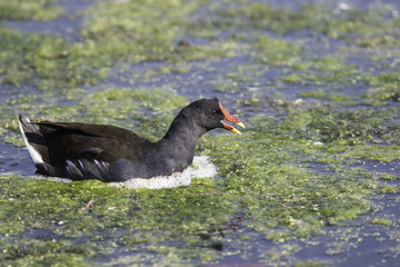 Moorhen swimming in green algae