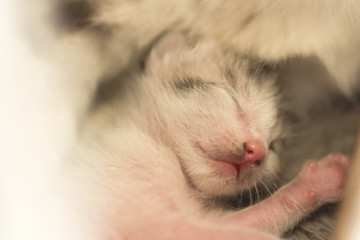 Fototapeta na wymiar newborn cat sleep