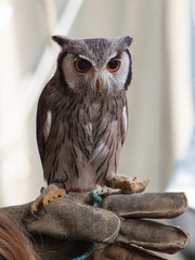 kleiner Kauz auf der Hand