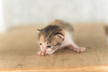 newborn cat portrait