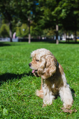 American cocker spaniel on green lawn