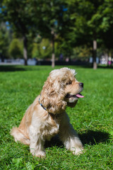 American cocker spaniel on green lawn