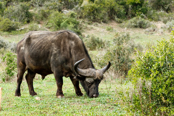 Eating - African Buffalo Syncerus caffer