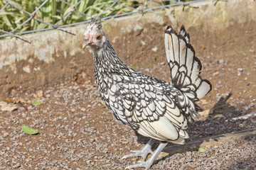 Black and white chicken facing the camera