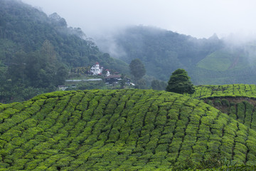 Tea plantation in Cameron highlands,mountain hills in Malaysia