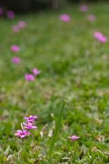 Pink flower garden on the grass