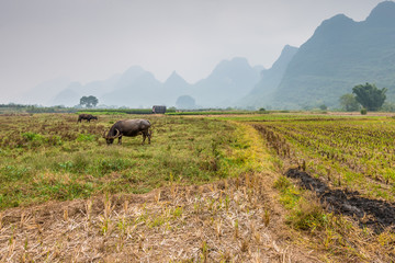 China agricultural fields cloudy