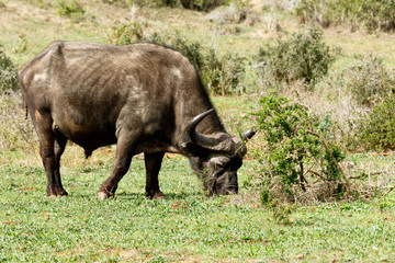 Naklejka na ściany i meble Just Chilling - African Buffalo Syncerus caffer