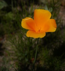 Obraz premium Gelbe Blüte im Garten