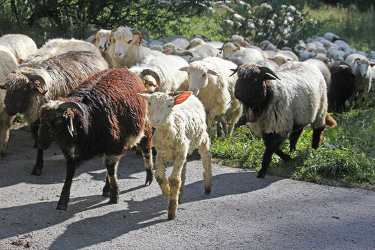 Flock of sheep returning from the pasture