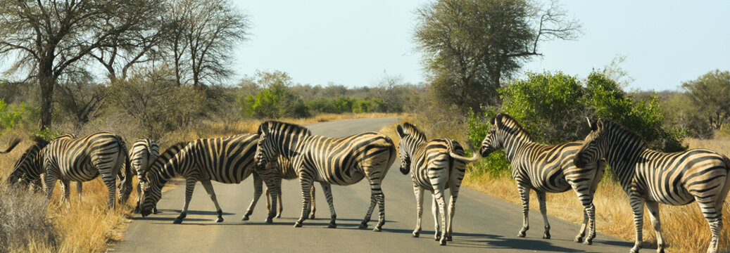 Zebra Crossing