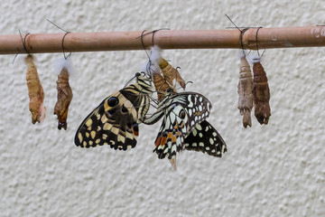 Schmetterlinge - Paarung - Verpuppung