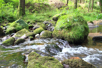 river in the green spring forest