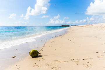 Obraz premium Green coconut/Landscape with sandy beach, the sea and the beautiful clouds in the blue sky.