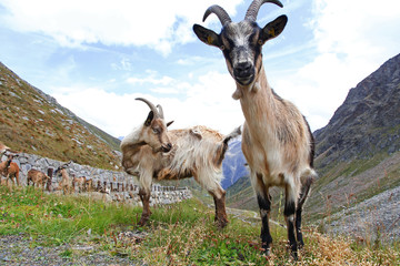 Neugierige Ziegen im Gebirge