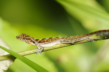 Lizard changing skin, Costa Rica