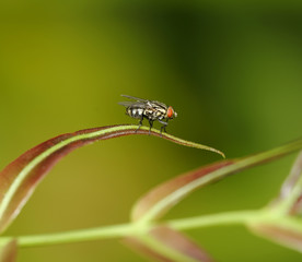 Fly on leaf, Costa Rica