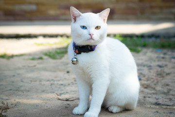 kao ma nee,thai white cat